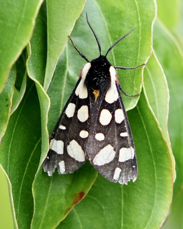 cream-spot tiger